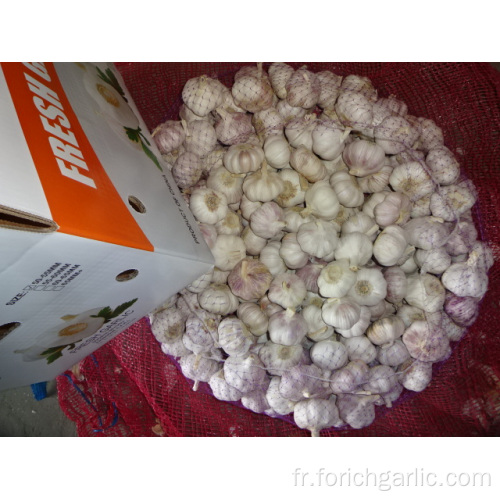 Exportation Ail Blanc Normal